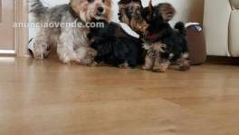 Gorgeous Tiny Yorkie Puppies For Adoptio