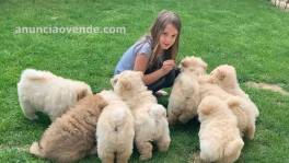 Hermosa Chow Chow Puppies,