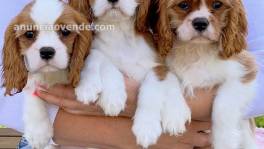 Hermoso Cavalier King Charles 