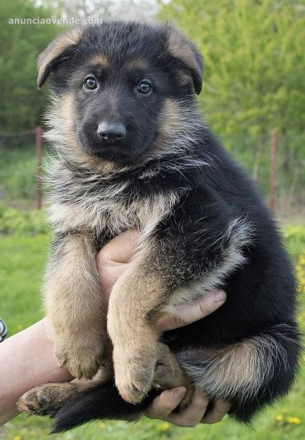 Hermoso pastor alemán para adopción 1