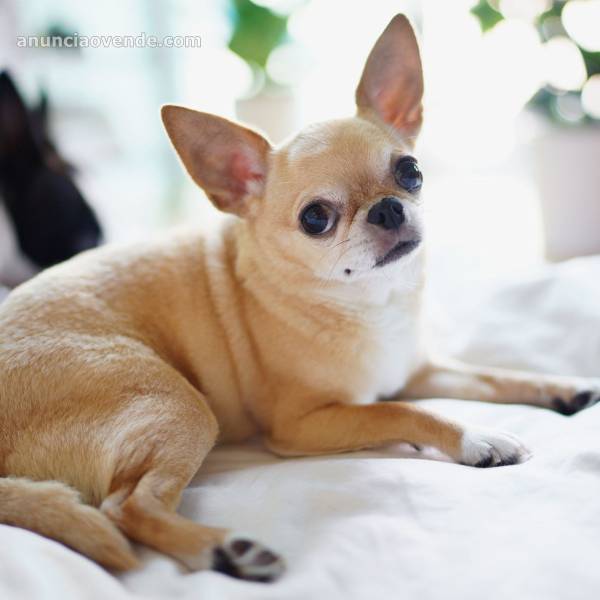 Hermosos Cachorros Chihuahua Pre-Mimados.  1