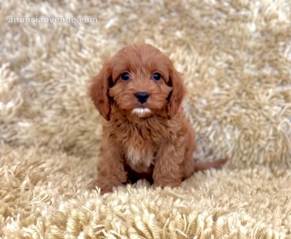 Hermosos cachorros cavapoo 3