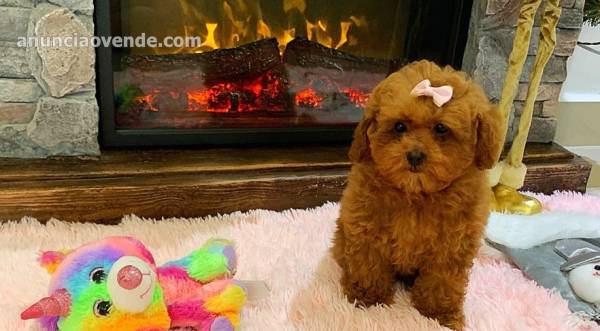 Hermosos cachorros de Maltipoo a la vent 2