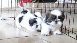 Hermosos cachorros de Shih Tzu imperiale