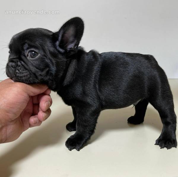 Hermosos cachorros de bulldog francés 