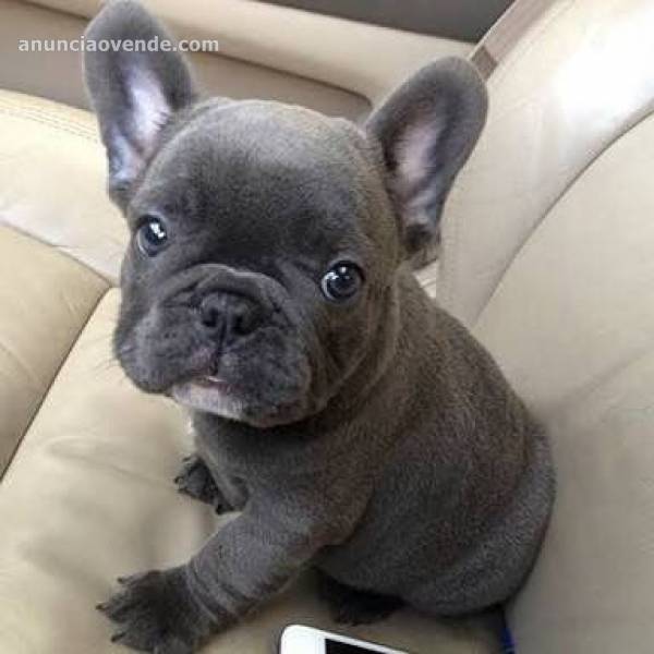 Hermosos cachorros de bulldog francés 