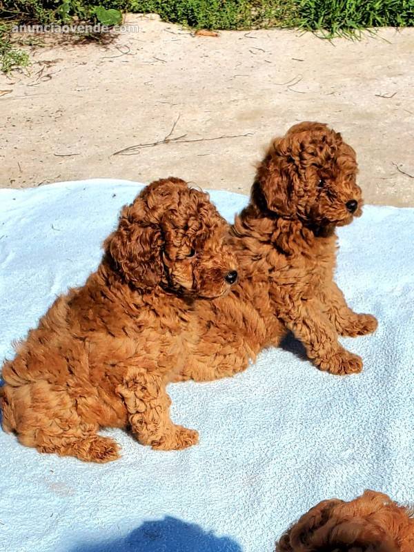 Hermosos cachorros de caniche toy rojo 1