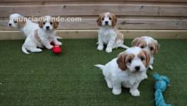 Hermosos cachorros de cavachon