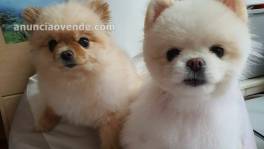 Hermosos cachorros de spitz enanos dispo