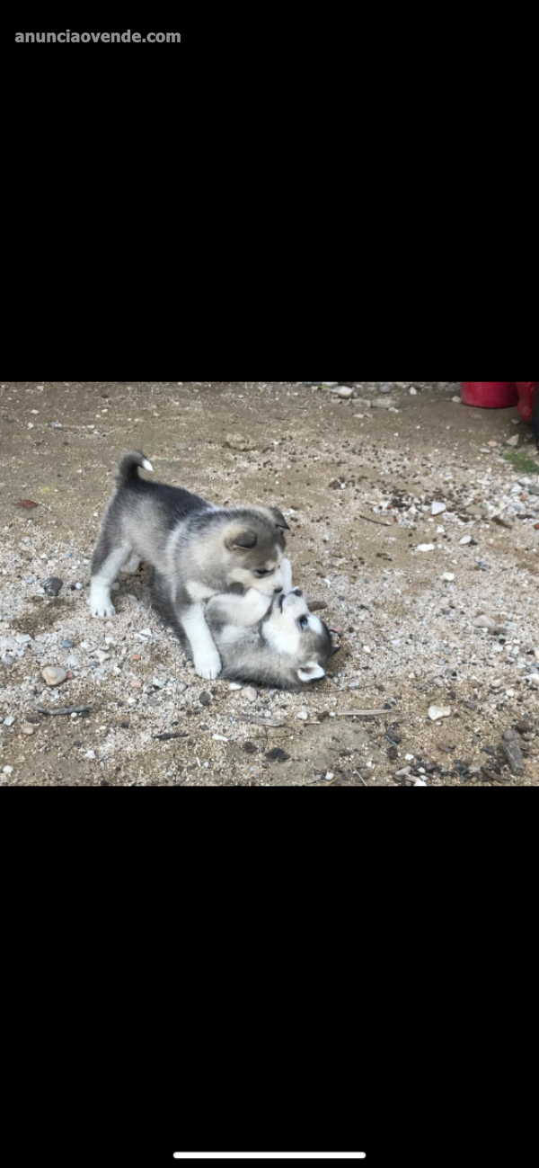 Husky siberiano