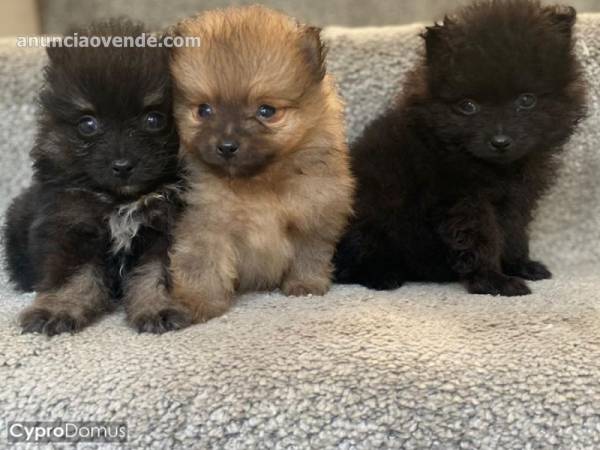 Impresionantes cachorros de pomerania disponibles 3