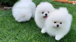 ¡Increíbles cachorros de Pomerania!