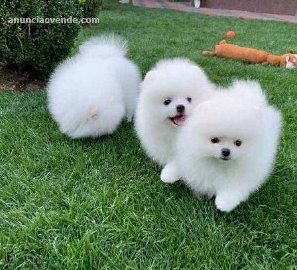 ¡Increíbles cachorros de Pomerania! 1