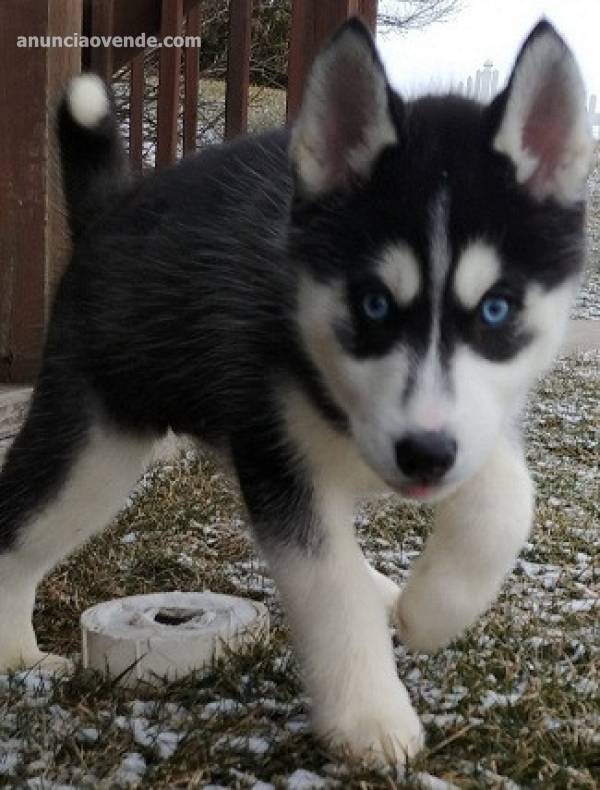 Increíbles cachorros de husky siberiano  1