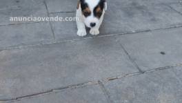 Jack Russell hembras