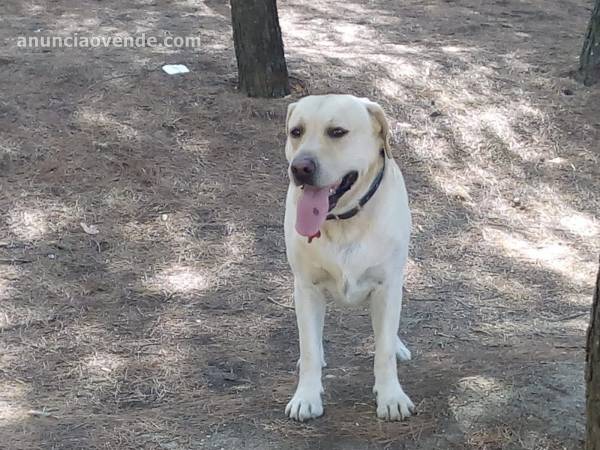 Labrador para semental 2