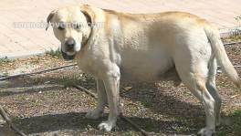 Labrador para semental