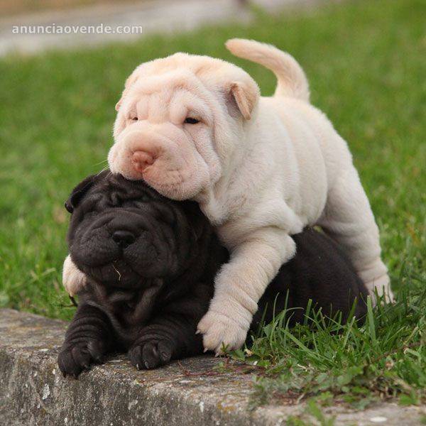 Los cachorros Shar Pei macho y hembra necesitan un 1