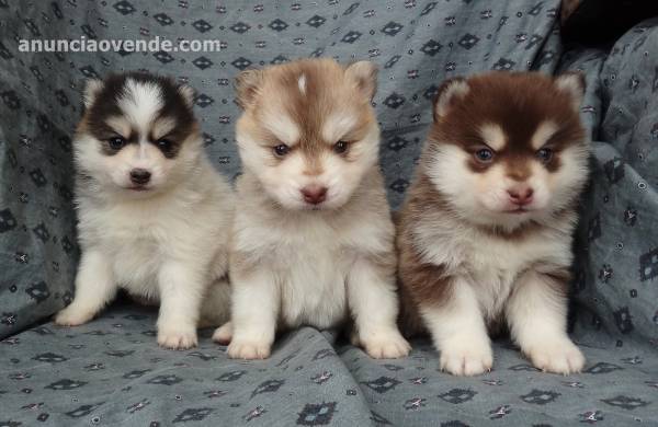 Los cachorros de Pomsky están buscando su hogar pa 1