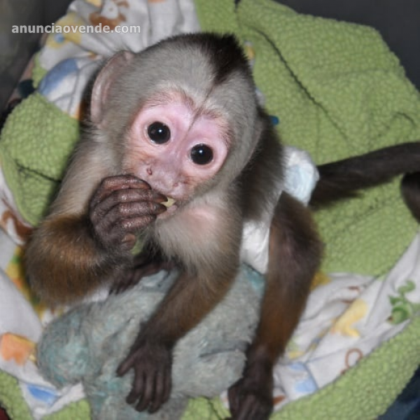 Magníficos monos capuchinos machos y hembras