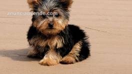 Pequeña taza de té Yorkshire Terrier