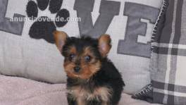 Pequeños cachorros Yorkie en venta