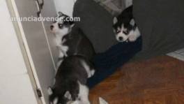 Peritos husky siberianos para adopcion 