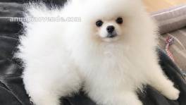 Pomeranian for sale 