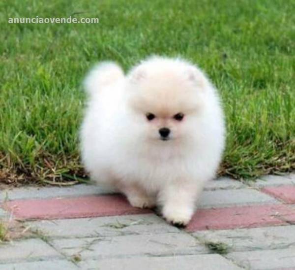 Preciosos Cachorros Pomerania 6