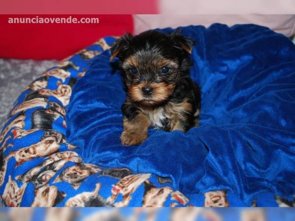 Preciosos Cachorros Yorkshire Terrier