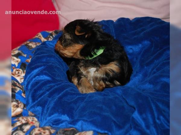 Preciosos Cachorros Yorkshire Terrier 3