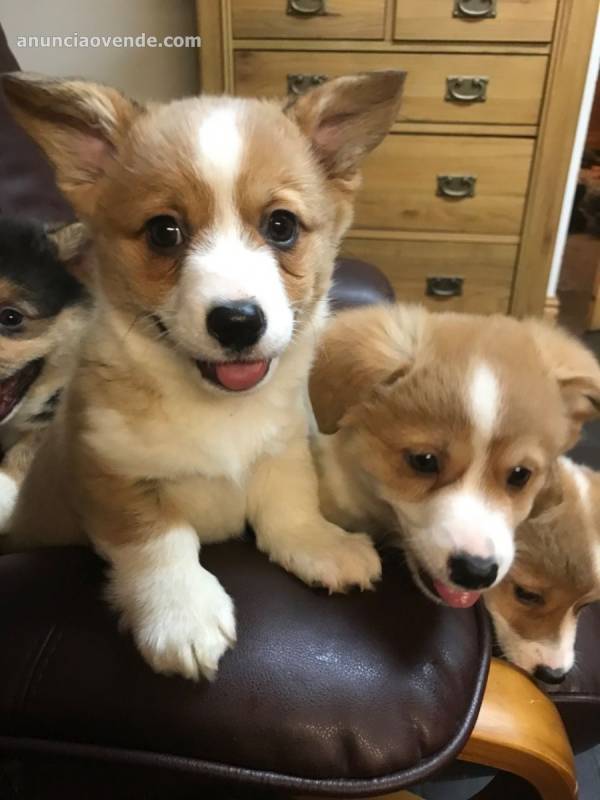 Preciosos cachorros Pembroke Welsh Corgi 1