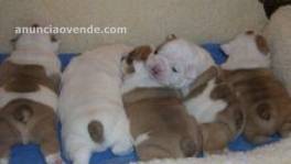 Preciosos cachorros de Bulldog Inglés pa