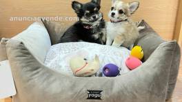 Preciosos chihuahuas pelo largo