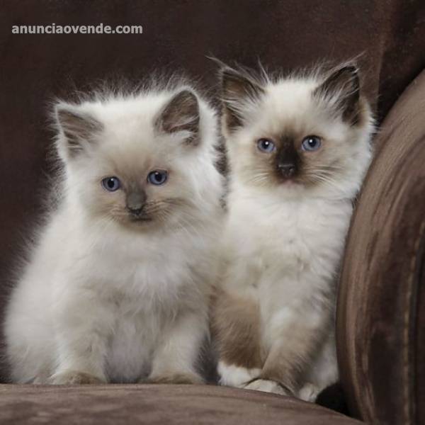 Preciosos gatitos ragdoll para adopción.s2ewrgf 1