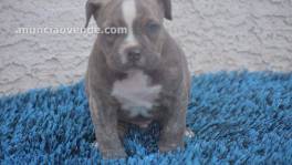 REGALO cachorros de pitbull