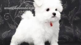 Regalo cachorros de Bichon Maltes Mini T