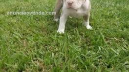 Regalo magnifico cachorros pit bull amer