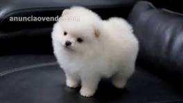 Regalo pomerania para adopción  