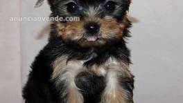 Registered Teacup Yorkshire puppies