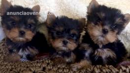 Registered Yorkshire Puppies For sale 