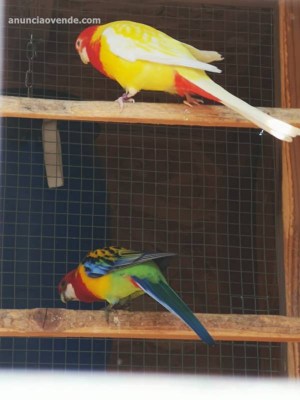 Rosellas disponibles 1