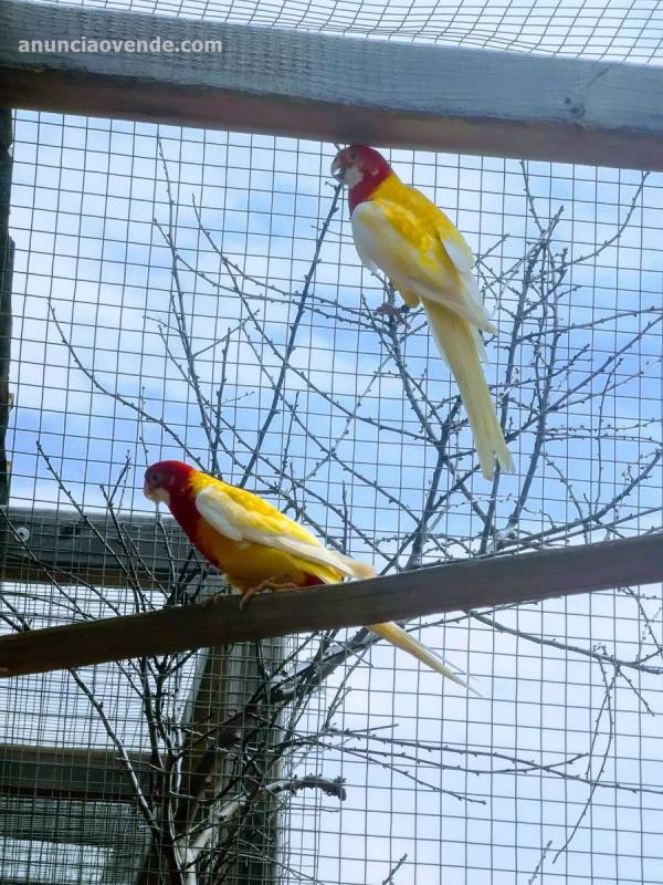 Rosellas disponibles 3