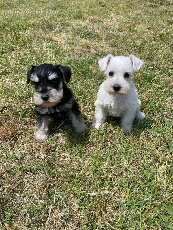 SCHNAUZER MINI SAL Y PIMIENTA 995 4