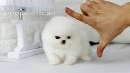 Se venden cachorros de pomerania, machos