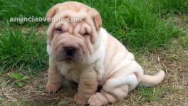 Shar-Pei Chino Arrugado Cachorros Machos y Hembras