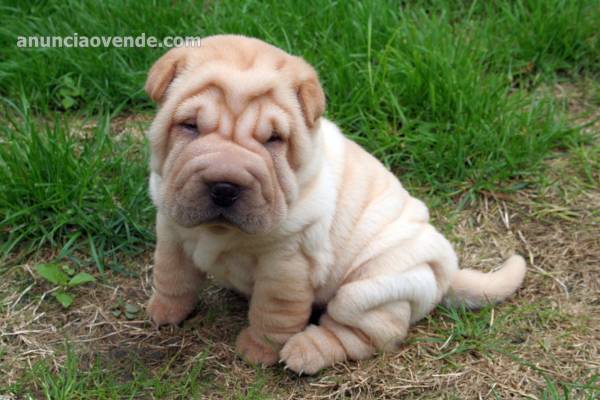 Shar-Pei Chino Arrugado Cachorros Machos y Hembras