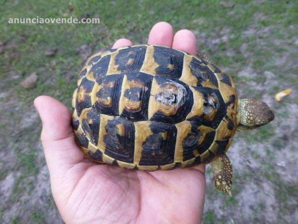 Tortugas en venta 3