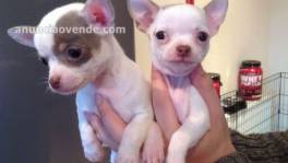 Toy mini  cachorros Chihuahua en venta  