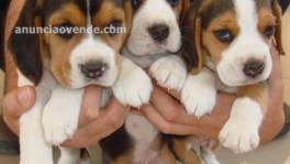 Tres colores  Beagles Cachorros de  para